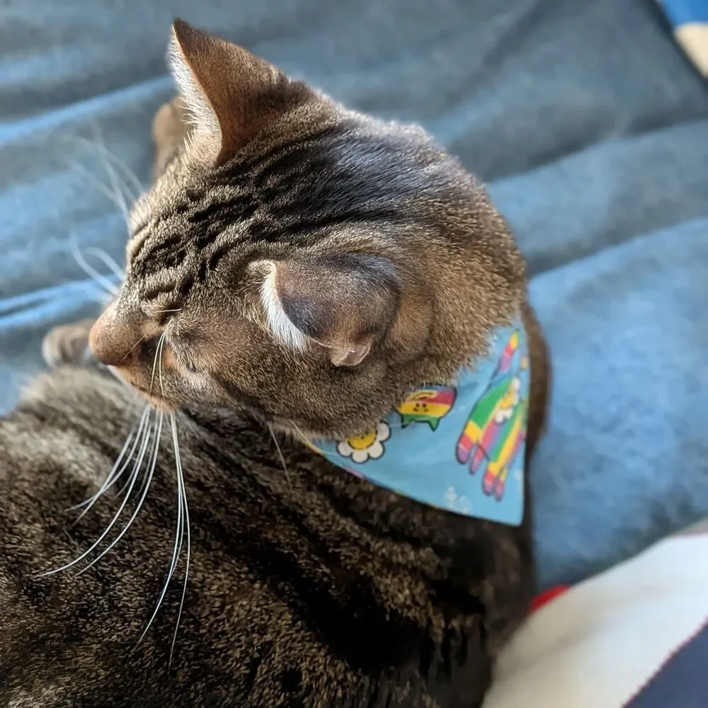 Small Dog / Cat Bandanas Lot of 12